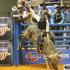 Championship Bull Riding in Tennessee